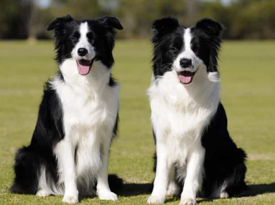 Border-Collie