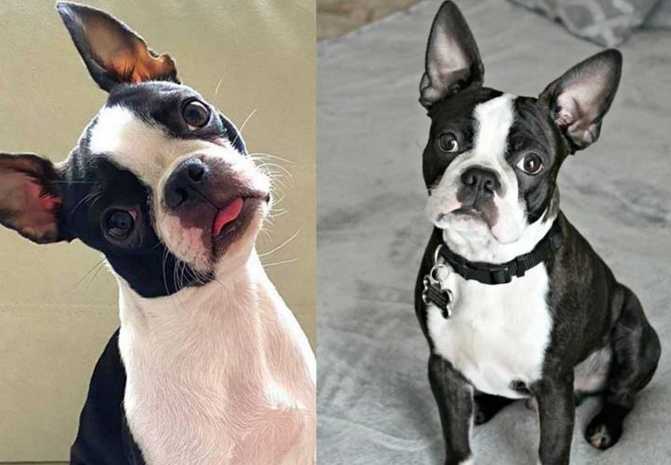 Boston-Terrier