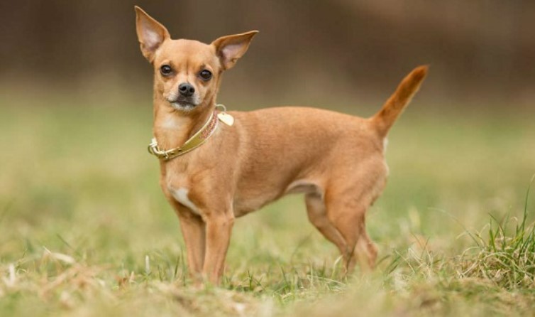 cho-phoc-lai-Chihuahua