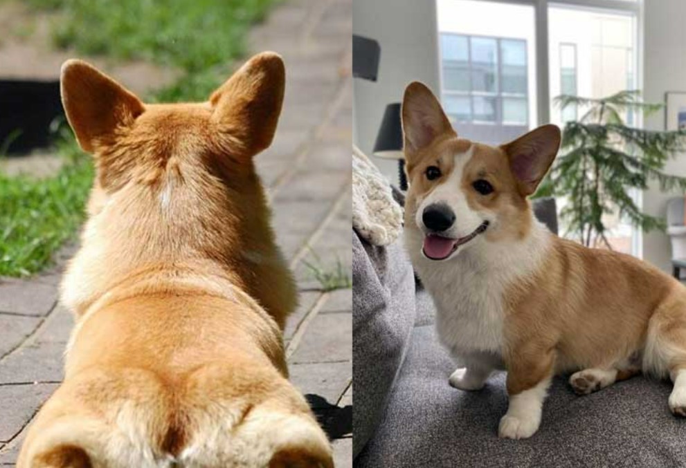 corgi