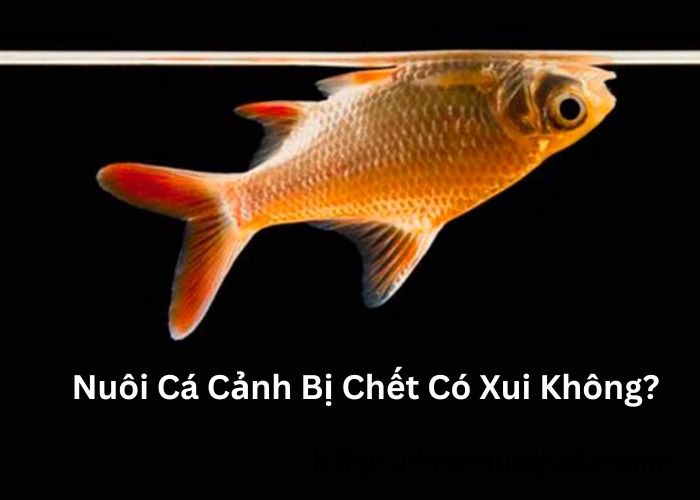 nuoi-ca-canh-bi-chet-co-xui-khong-1