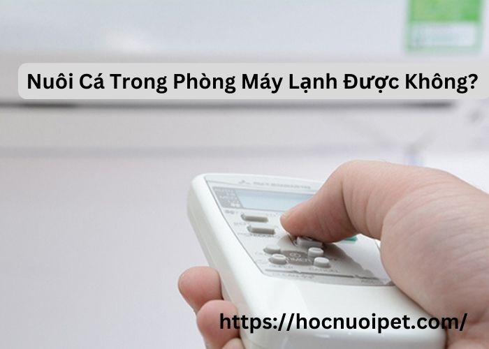 nuoi-ca-trong-phong-may-lanh-duoc-khong-1