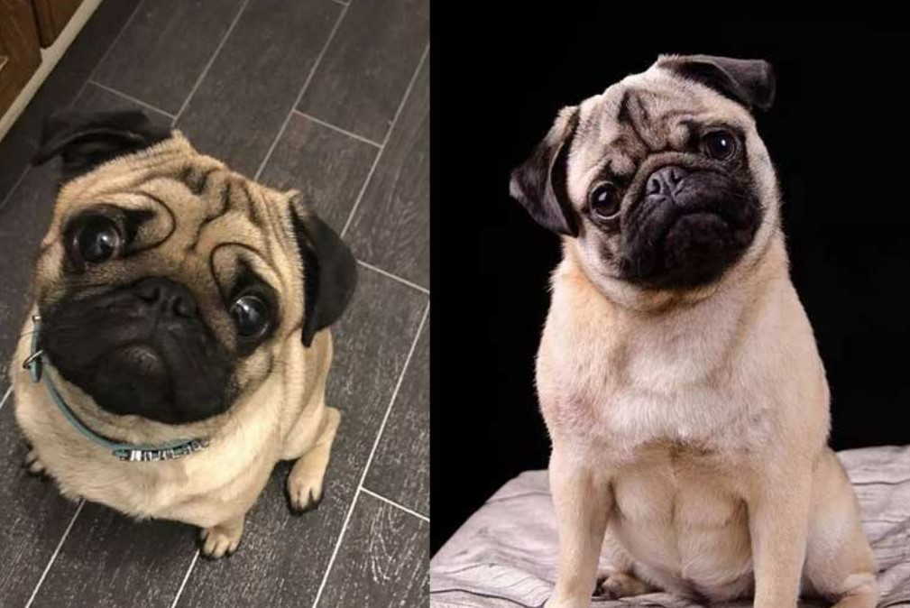 pug